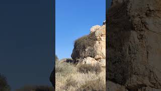 Rocks and bushes that resemble lion head  Aslan kafasına benzeyen kaya ve çalılar [upl. by Nosnar]