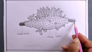 how to draw a spongillaspongilla drawing [upl. by Vitkun]