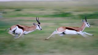 Gazelles Natures Speedy Animal [upl. by Kroy]