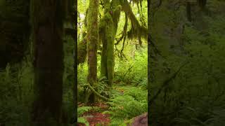 Discover Olympic National Parks Hidden Gems [upl. by Esbensen657]