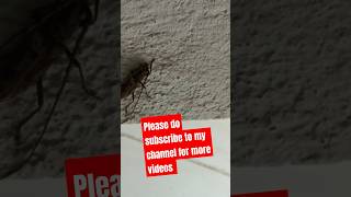 Very dangerous insecttDkasallinonevlogs [upl. by Yroggerg66]