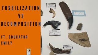 Fossilization VS Decomposition [upl. by Cestar]