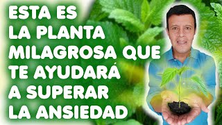 La planta milagrosa que te ayudará a curar la ansiedad [upl. by Nallek971]