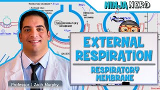 Respiratory  External Respiration Thickness amp Surface Area of Respiratory Membrane [upl. by Ennahgem]