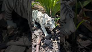 Discover Wild Zoo Animals Outside Learning video for Kids [upl. by Dosh]