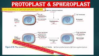 CELL WALL LESS BACTERIA AND CELL WALL DEFICIENT BACTERIA IN ENGLISH L FORM SPHEROPLAST PROTOPLAST [upl. by Marlane]