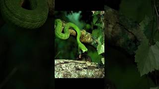 DEADLY STRIKEGREEN PIT VIPER snakewildlife forestbiodiversityreptilesnatureeducation [upl. by Llednohs]