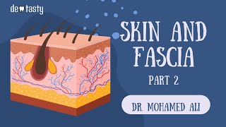 Skin amp fascia anatomy part 2 [upl. by Buatti916]