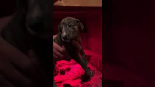 Daves Deerhound Lurcher Pups  Almost 6 Weeks Old [upl. by Atiuqes]