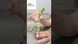 Pothos Propagation in water [upl. by Sami]