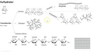 Hvad er kulhydrater [upl. by Eeslek]