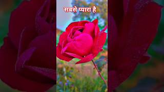 song music bollywoodsongs trending love hindisong desigardenup390 [upl. by Siroval]