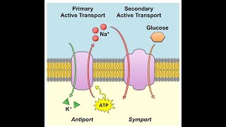 Secondary Active Transport [upl. by Adok569]