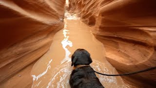 Explored a new area in Utah with my dog Chief [upl. by Pearson]