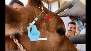 🐄 Cornual nerve block for cow dehorning🐄 Cuerno de vaca bloqueo nervioso Kuh mit Hornnervenblockade🐄 [upl. by Hoffmann99]