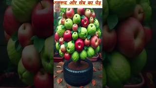 अमरूद और सब का पेड़ कैसे लगे gardening plants fruit garden guava shorst ytshorts [upl. by Gittel420]