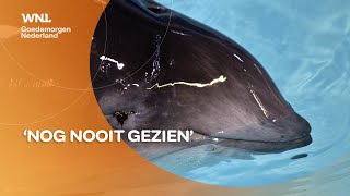 Acht bruinvissen houden een orgie bij Zierikzee Nooit eerder in Nederland gebeurd [upl. by Dnob]