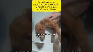 Perro lisiado se desmaya por insolación y shorts emotionalstory realstory story pets stories [upl. by Felix]