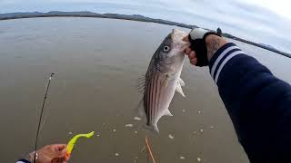 PRIMER DE PESCA DE STRIPED BASS EN NAPA CALIFORNIA CON pescadores212 Y AMIGOS activadosal503 [upl. by Esej]