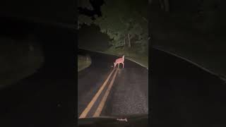 MAMA DEER HELPING HER NEWBORN STRUGGLING TO CROSS THE ROAD [upl. by Rhines126]