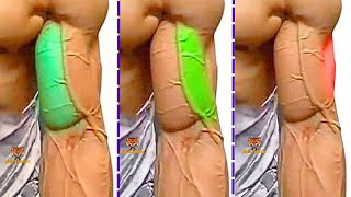 TOP 4 LONG HEAD BICEPS  SHORT HEAD BICEPS  BRACHIALIS BICEPS EXERCISES AT GYM [upl. by Sajet229]