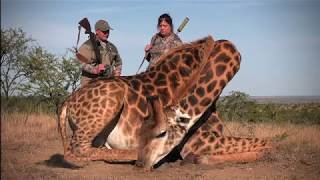 ALLAN SCHENK SAFARIS  GIRAFFE HUNT [upl. by Meagan]