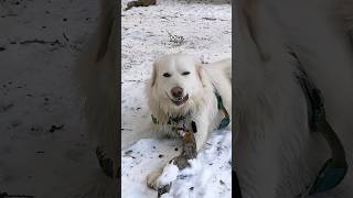 Watch until the end 🤣 maremma sheepdog doglifeisgood [upl. by Odraccir]