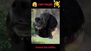 Fart Follies HILARIOUS MUST WATCH animalreaction fart petcomedy petlaughs [upl. by Annette]