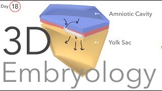 Gastrulation  Embryology [upl. by Lionello]