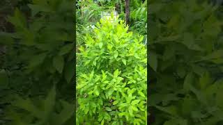 White sandalwood plant 2022  Santalum album  ചന്ദനമരം  SANDALWOOD PLANT  V GREEN [upl. by Killoran]