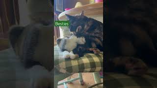 Toddler messes and kitten smiles shorts cats kittens [upl. by Oluas35]