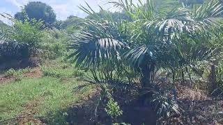 14 months young oil palm plants at Maddigunta Sisters Oil Palm Garden Garlavoddu [upl. by Nylrac]