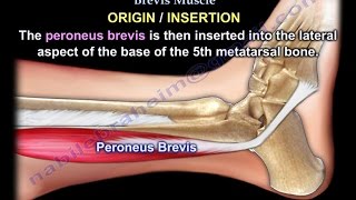 Anatomy Of The Peroneus Brevis Muscle  Everything You Need To Know  Dr Nabil Ebraheim [upl. by Lawley930]