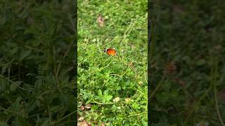 Orange butterfly 🙄😱🧡 butterfly orange butterflies nature beautiful cute [upl. by Zealand275]