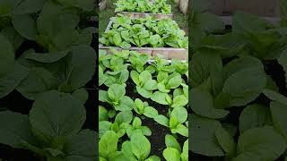 Ready for harvest mustasa or Japanese mustard shortvideo youtubeshortvideo plssubcribe [upl. by Eidassac]