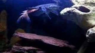 Alligator gar fish hunts live prey at my aquarium [upl. by Nnylyam503]