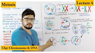 Meiosis  Stages of Meiosis  Cell cycle  Lecture 4 [upl. by Lady]