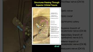 Structures Passing Through Superior Orbital Fissure ophthalmology neetpg inicet [upl. by Sapphire]