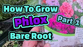 How to grow Phlox bare root [upl. by Alfred]