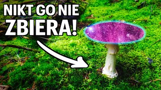 GRZYB którego nikt nie zbiera Amanita Muscaria  Muchomor Czerwony [upl. by Dryden]