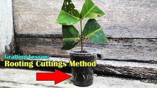 Grafting Lesson Rooting Cuttings Method Wax Jambu [upl. by Longerich857]