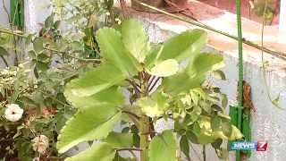 Ranakalli plant  helps to cure kidney stone  plant  your kitchen garden  Poovali  News7 Tamil [upl. by Enirak]