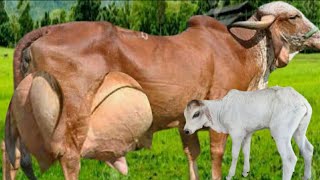 Highly Milking Biggest Udder Gir Cow Breed  Gir Cow Farming for Milk [upl. by Suidualc743]