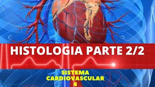 HISTOLOGIA DO CORAÇÃO PARTE 2  SISTEMA CARDIOVASCULAR 4 [upl. by Capriola783]