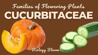 Cucurbitaceae Family Gourd or Sponge Family  Characteristics Economic Importance  Biology Bloom [upl. by Nylek534]