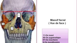 ANATOMIE MS La Tête osseuse [upl. by Arualana]