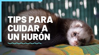 Cuidados que debes tener con un hurón como mascota [upl. by Coriss]