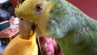 LORO HABLADOR COMIENDO MANGO  CON JOSE JOSE DE FONDO MUSICAL [upl. by Zoller]