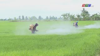 Pilot research workshop on emissionreducing rice production  Cần Thơ News [upl. by Eirdua]