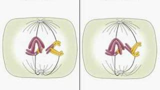 Translocation and meiosis [upl. by Alyal74]